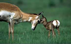 Antelope Doe & Fawn
